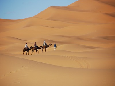 Camel silhouettes at sunset in the desert